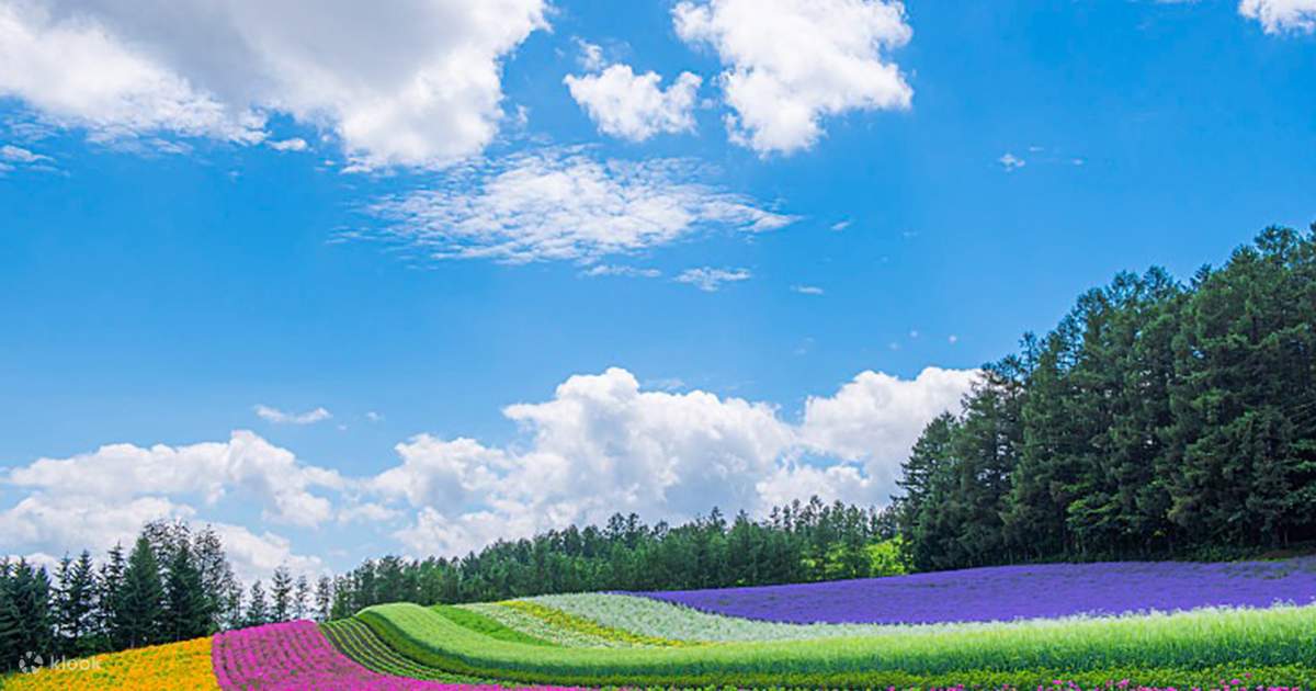 Sapporo Full-Day Shikisai No Oka & Ningle Terrace Experience with